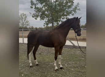 KWPN, Yegua, 3 años, 158 cm, Alazán-tostado