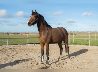 KWPN, Yegua, 3 años, 160 cm, Castaño