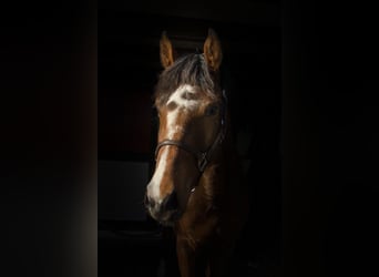 KWPN, Yegua, 3 años, 160 cm, Castaño