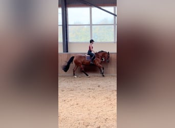 KWPN, Yegua, 3 años, 160 cm, Castaño
