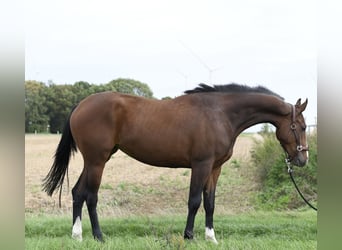 KWPN, Yegua, 3 años, 160 cm, Castaño