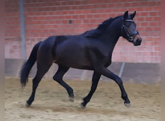 KWPN, Yegua, 3 años, 160 cm, Castaño oscuro