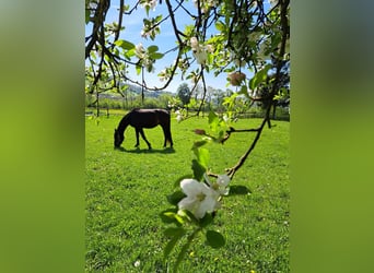 KWPN Mestizo, Yegua, 3 años, 160 cm, Castaño oscuro