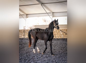 KWPN, Yegua, 3 años, 160 cm, Negro