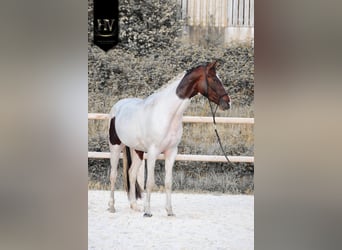 KWPN, Yegua, 3 años, 160 cm, Tobiano-todas las-capas