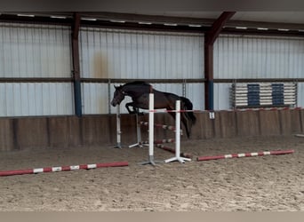 KWPN, Yegua, 3 años, 161 cm, Castaño oscuro