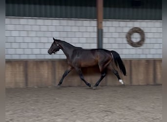 KWPN, Yegua, 3 años, 161 cm, Castaño oscuro