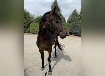 KWPN, Yegua, 3 años, 161 cm, Castaño oscuro