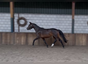 KWPN, Yegua, 3 años, 161 cm, Castaño oscuro