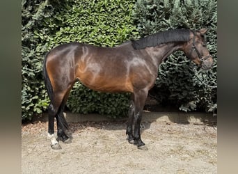 KWPN, Yegua, 3 años, 161 cm, Castaño oscuro