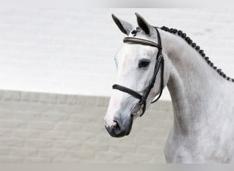 KWPN, Yegua, 3 años, 161 cm, White/Blanco