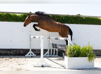 KWPN, Yegua, 3 años, 162 cm, Castaño