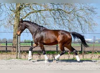 KWPN, Yegua, 3 años, 162 cm, Castaño rojizo