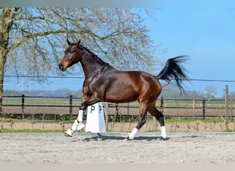 KWPN, Yegua, 3 años, 162 cm, Castaño rojizo