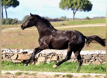 KWPN, Yegua, 3 años, 162 cm, Negro