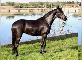 KWPN, Yegua, 3 años, 162 cm, Negro