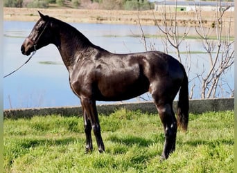 KWPN, Yegua, 3 años, 162 cm, Negro