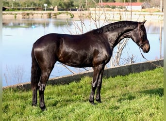 KWPN, Yegua, 3 años, 162 cm, Negro