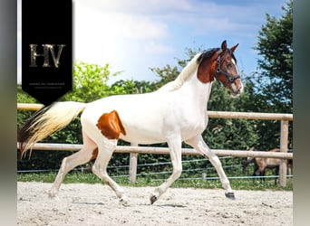 KWPN, Yegua, 3 años, 162 cm, Tobiano-todas las-capas