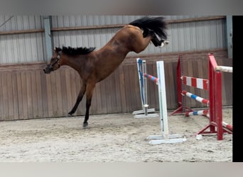 KWPN, Yegua, 3 años, 163 cm, Castaño