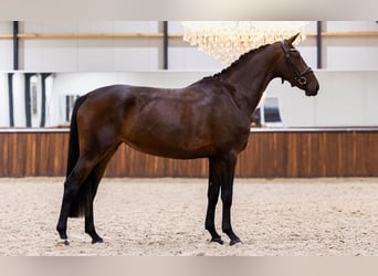 KWPN, Yegua, 3 años, 163 cm, Castaño oscuro