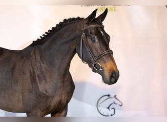 KWPN, Yegua, 3 años, 163 cm, Castaño oscuro