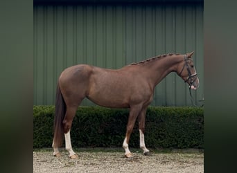 KWPN, Yegua, 3 años, 165 cm, Alazán