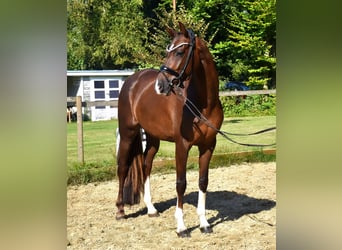 KWPN, Yegua, 3 años, 165 cm, Alazán-tostado