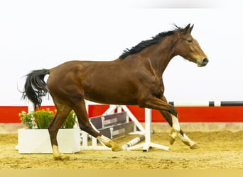 KWPN, Yegua, 3 años, 165 cm, Castaño