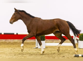 KWPN, Yegua, 3 años, 165 cm, Castaño