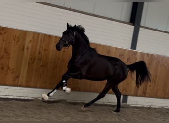 KWPN, Yegua, 3 años, 165 cm, Negro