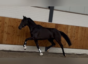 KWPN, Yegua, 3 años, 165 cm, Negro