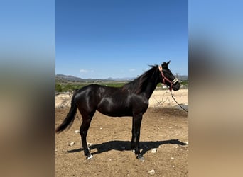 KWPN, Yegua, 3 años, 165 cm, Negro