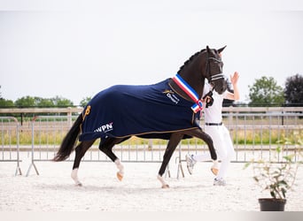 KWPN, Yegua, 3 años, 165 cm, Negro