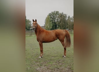 KWPN, Yegua, 3 años, 166 cm, Alazán