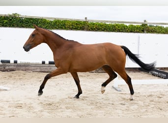 KWPN, Yegua, 3 años, 166 cm, Castaño KWPN, Yegua, 3 años, 166 cm, Castaño