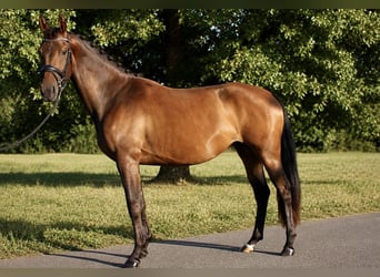 KWPN, Yegua, 3 años, 166 cm, Castaño oscuro