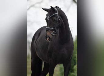 KWPN, Yegua, 3 años, 166 cm, Castaño oscuro