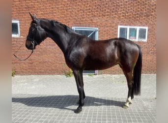 KWPN, Yegua, 3 años, 166 cm, Morcillo