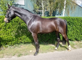 KWPN, Yegua, 3 años, 166 cm, Morcillo