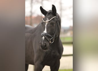 KWPN, Yegua, 3 años, 166 cm, Negro