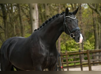 KWPN, Yegua, 3 años, 166 cm, Negro