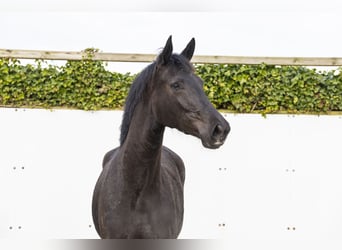 KWPN, Yegua, 3 años, 166 cm, Negro