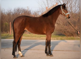 KWPN, Yegua, 3 años, 167 cm, Castaño