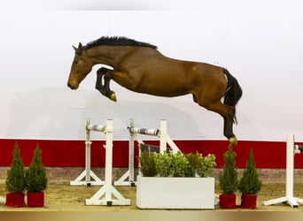 KWPN, Yegua, 3 años, 167 cm, Castaño