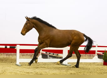 KWPN, Yegua, 3 años, 167 cm, Castaño