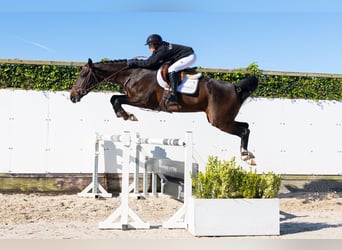 KWPN, Yegua, 3 años, 167 cm, Castaño oscuro