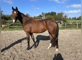 KWPN, Yegua, 3 años, 168 cm, Castaño