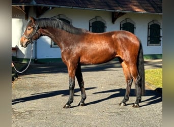 KWPN, Yegua, 3 años, 168 cm, Castaño