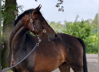 KWPN Mestizo, Yegua, 3 años, 168 cm, Castaño oscuro